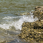 Oyster Reefs